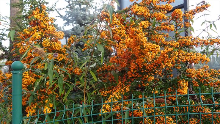 Z mojego balkonu widzę dużo krzewów Ognika Żółtego  już z żółtymi owocami - DSC07576.JPG